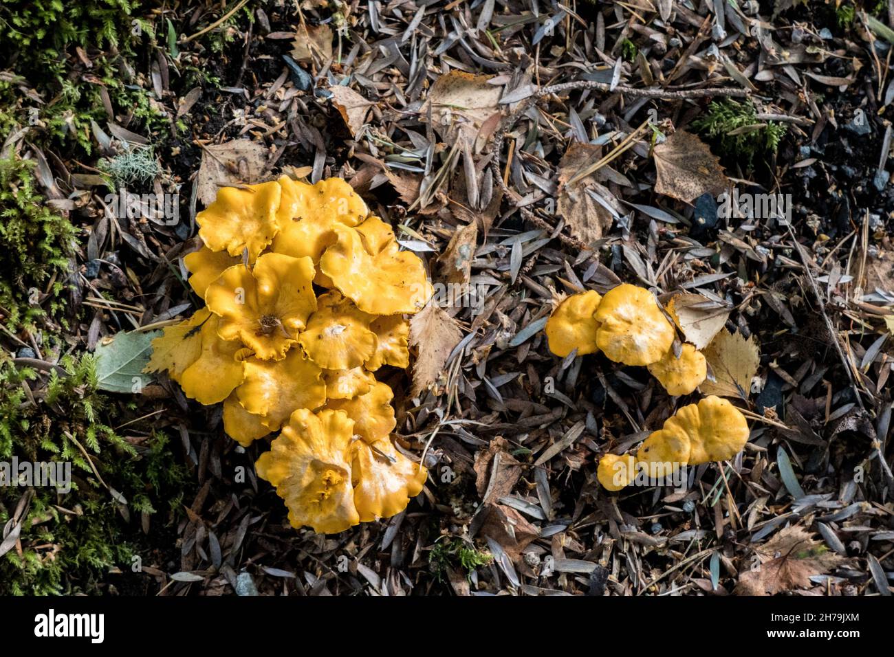 Regno Unito, Scozia, Wester Ross, Ross e Cromarty. Il fungo delle canterelle dorate (Cantharellus Cibarius), noto anche come girolle, cresce negli altopiani. Foto Stock