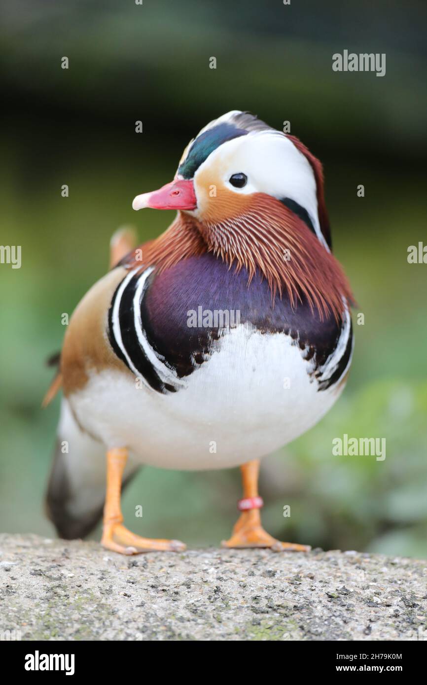 Anatra mandarino (Aix galericulata). Maschio in piumage di riproduzione. In piedi. Laterale guardando, curioso. Asia orientale nativa. Introdotto specie UK Foto Stock