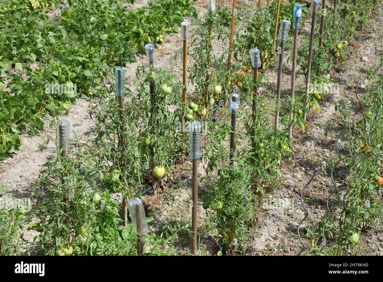 File di piante di pomodoro nel giardino vegetale con bottiglie di plastica rovesciate su rastrelli da giardino utilizzate come dispositivi di cicatrici per uccelli, sciaricatori o picchetti per il controllo degli uccelli Foto Stock