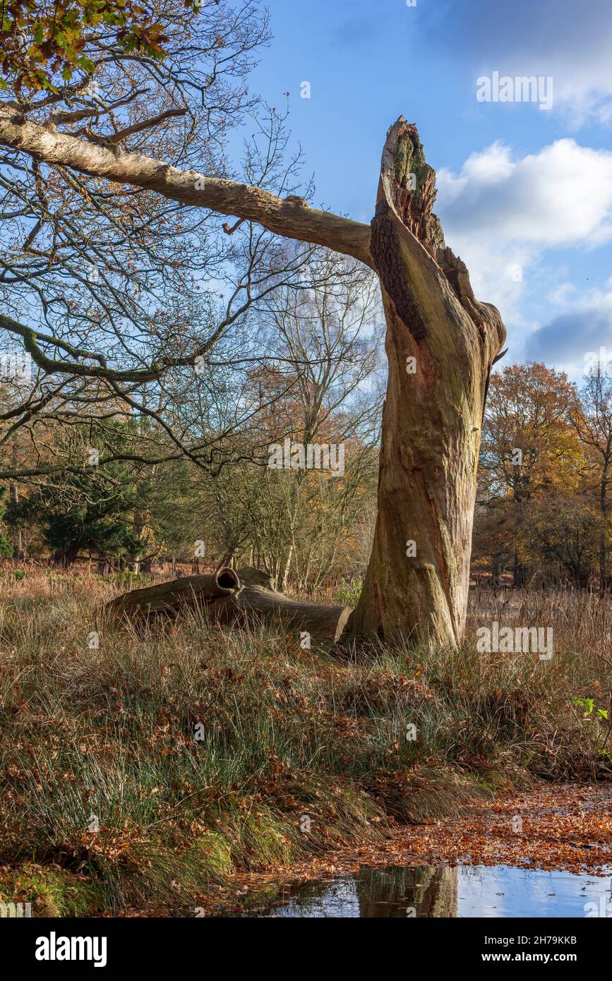 Resti maestosi del tronco di un albero morto asciugato fuori. Foto Stock