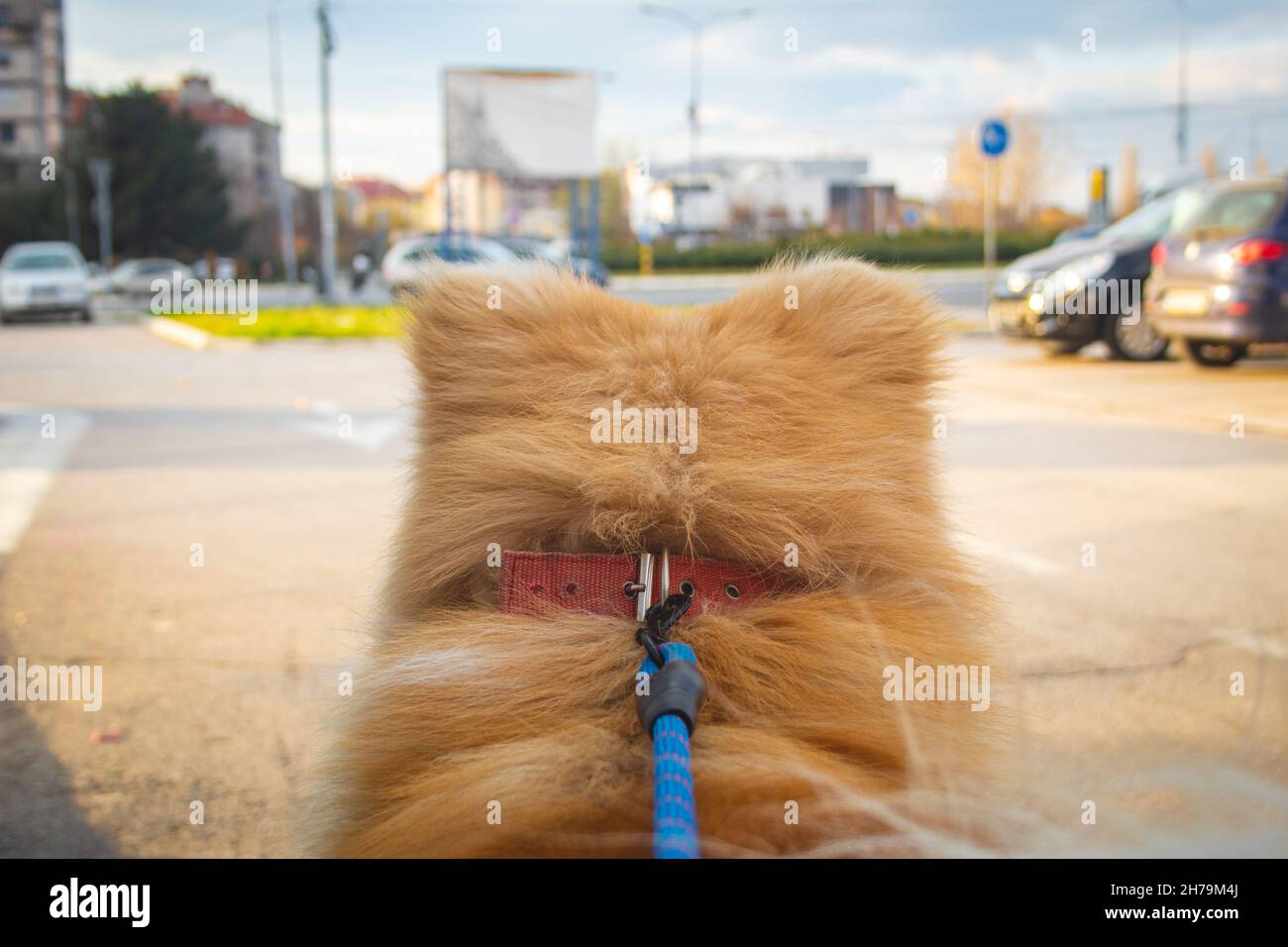 Cane sul guinzaglio guardando il mondo e scoprire la bellezza della vita. La prospettiva del cane sul mondo. Guinzaglio blu e cane perfettamente a fuoco. Messa a fuoco selettiva Foto Stock