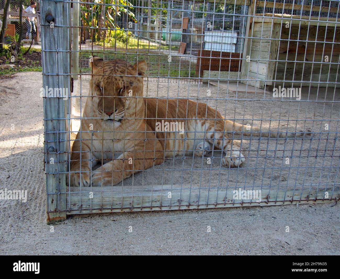 Afrodite, una tigre (croce tra un leone maschio e una tigre femmina) nel suo recinto presso l'Octagon Wildlife Sanctuary a Punta Gorda, Florida, USA, 2020 Foto Stock