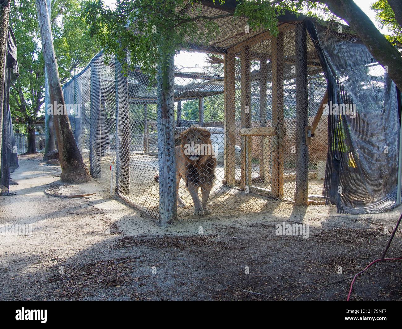 Leone africano maschio nella sua recinzione e volontario lavoratore visto nella zona di custode presso l'Octagon Wildlife Sanctuary a Punta Gorda, Florida, USA, 2020 © Foto Stock