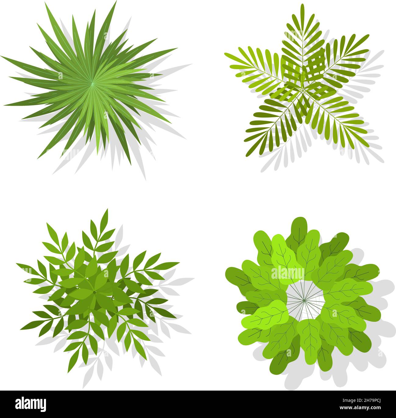 Alberi e cespugli di cima. Elementi verdi paesaggistici per il design. Icone di alberi esotici, estate piantando simboli ecologici organici, parco e foresta tropicale botanica Illustrazione Vettoriale