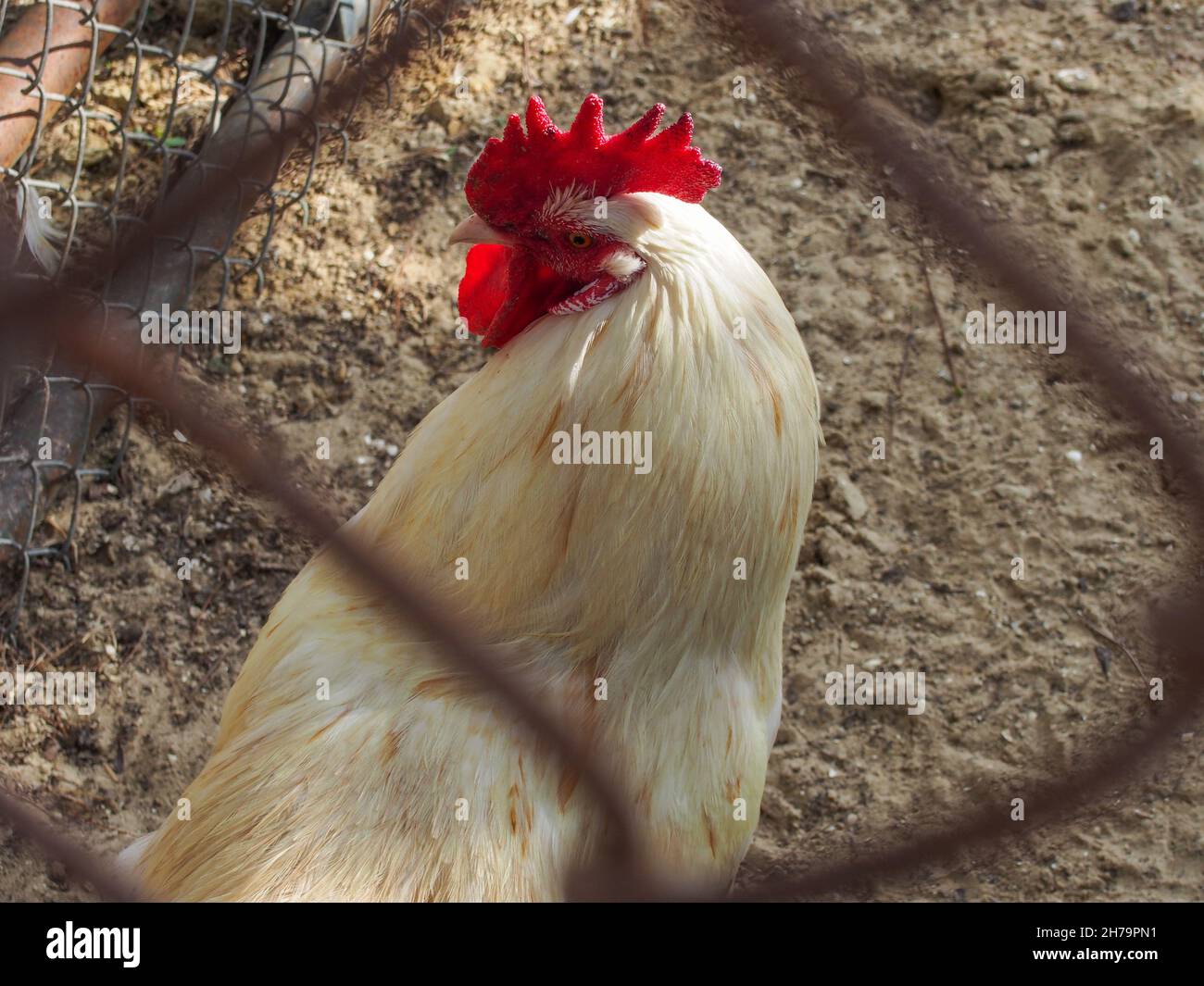 Primo piano ritratto di un pollo visto attraverso una catena di maglia recinto, USA, 2020 © Katharine Andriotis Foto Stock