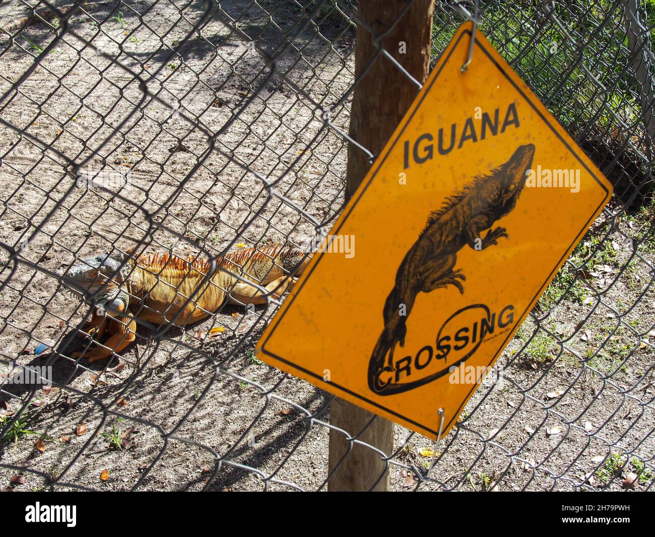 Un'iguana colorata nel suo recinto all'Octagon Wildlife Sanctuary a Punta Gorda, Florida, USA, 2020 © Katharine Andriotis Foto Stock