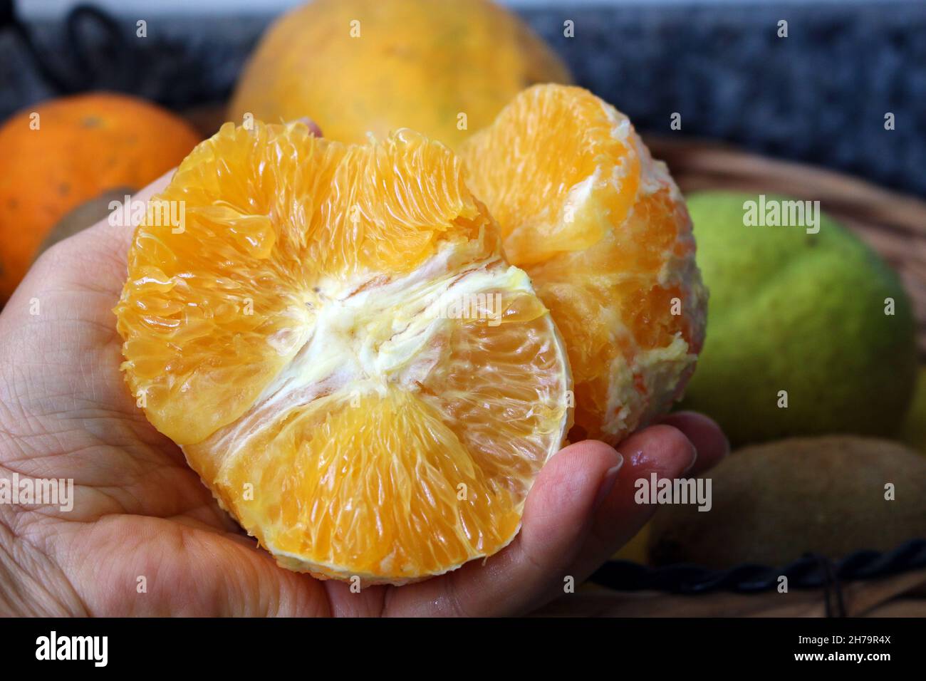 Un arancio pelato in mano di una persona. Frutti tropicali sempre presenti nelle case brasiliane. Foto Stock