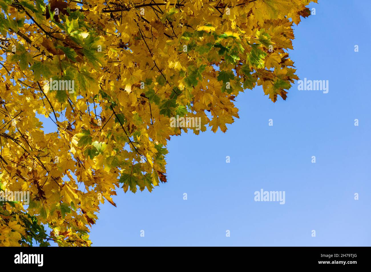 Autunnal Norway Maple, Londra, Regno Unito Foto Stock