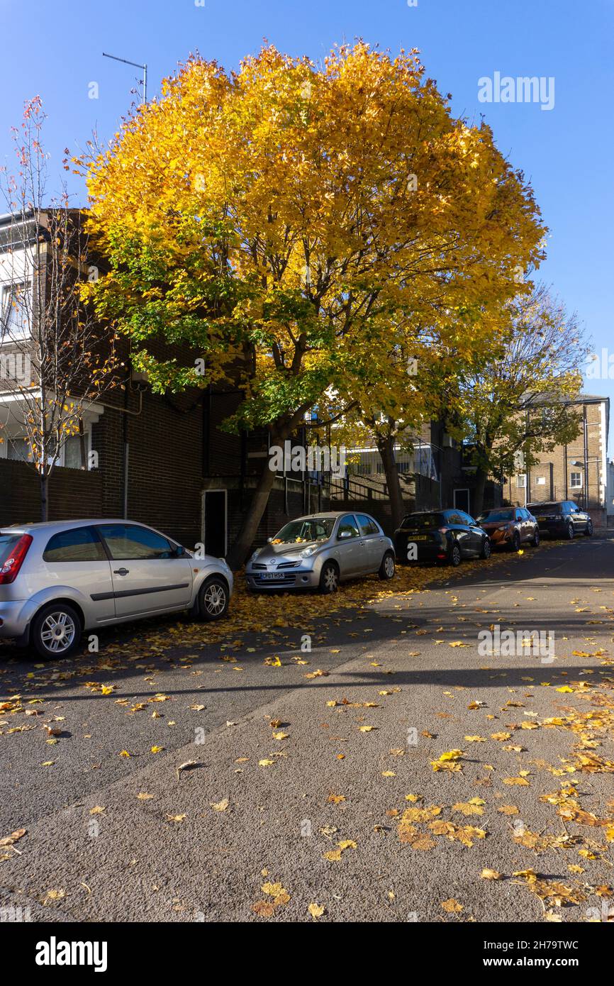 Autunnal Norway Maple, Londra, Regno Unito Foto Stock