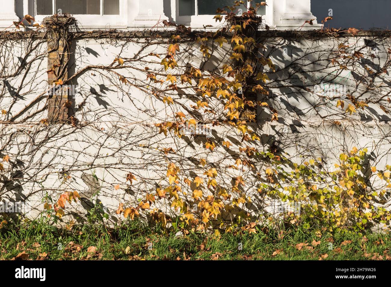 Parete bianca lavata sul bordo di Little Green, Richmond upon Thames, Surrey Foto Stock