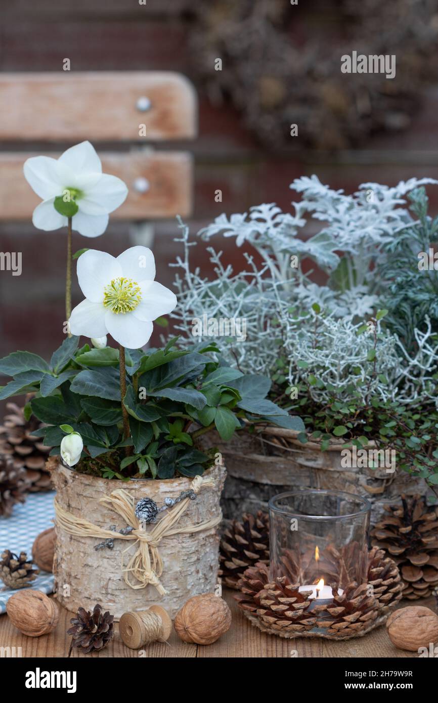 decorazione giardino d'inverno con helleborus niger in padella di betulla e lanterna da tavolo Foto Stock