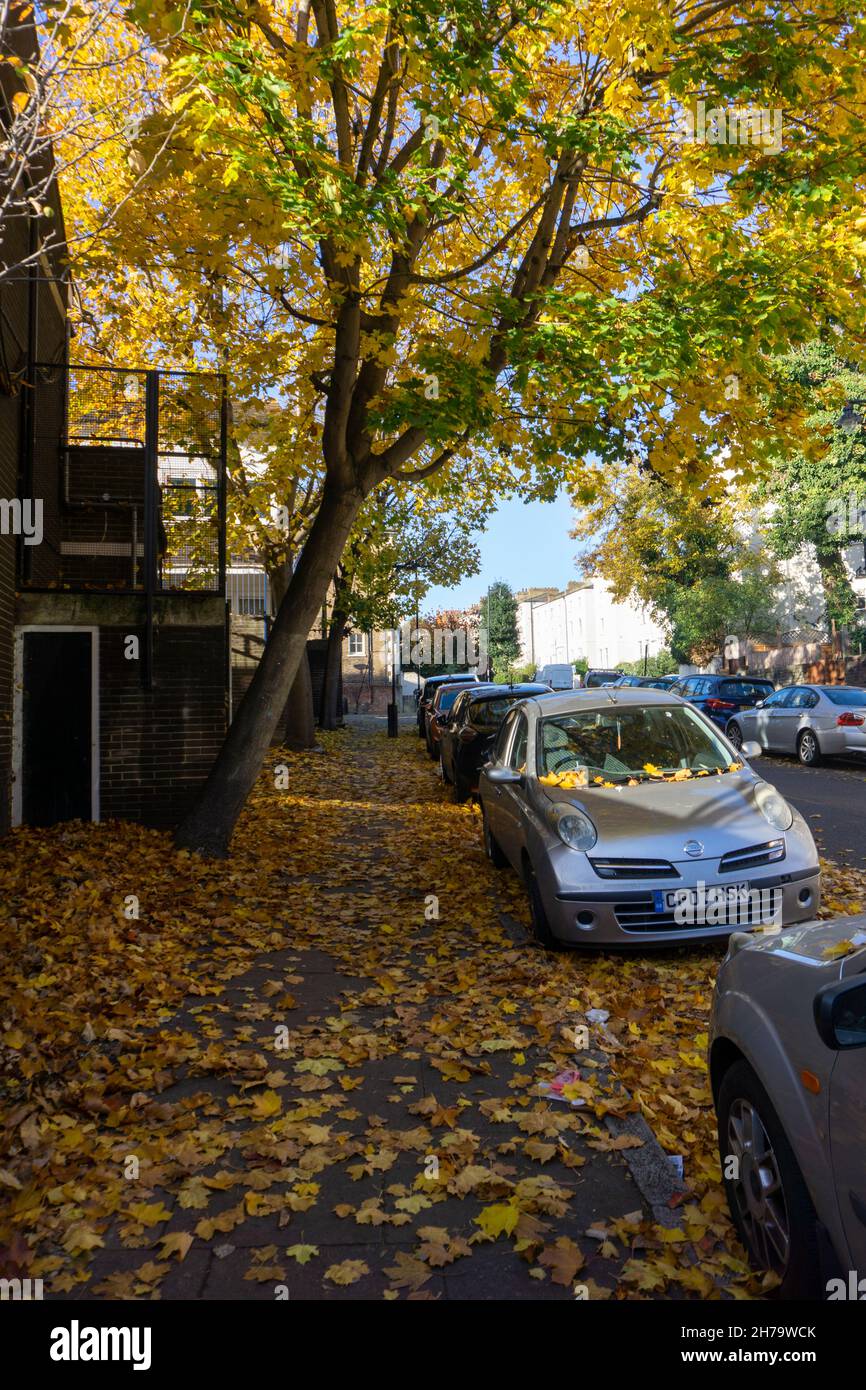 Autunnal Norway Maple, Londra, Regno Unito Foto Stock