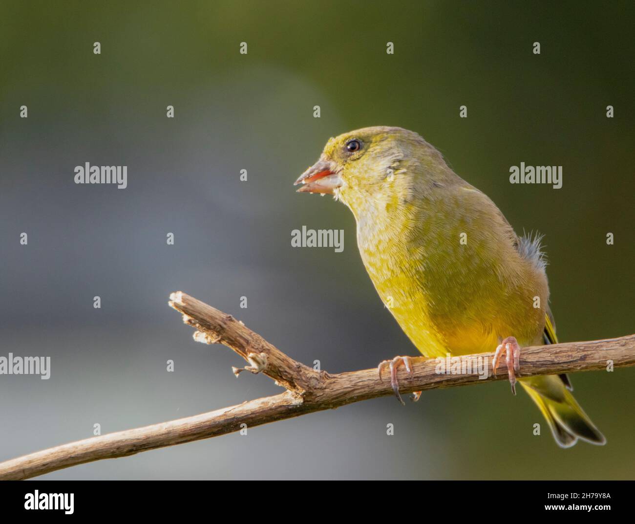 Greenfinch, Chloris Chloris, UK , Autunno, 2021 Foto Stock