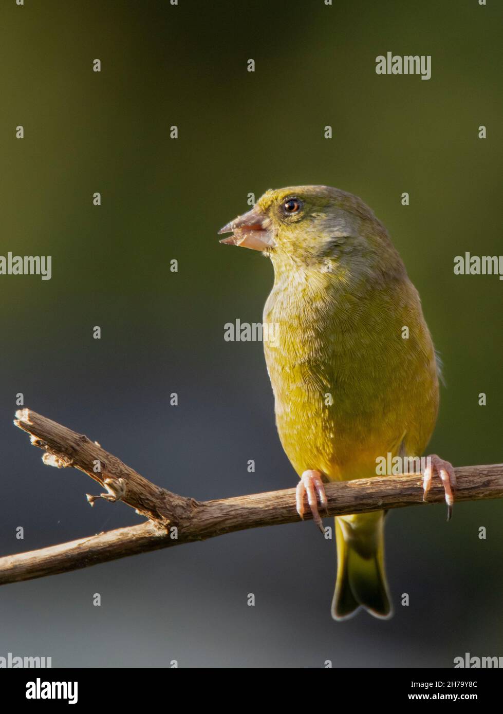 Greenfinch, Chloris Chloris, UK , Autunno, 2021 Foto Stock