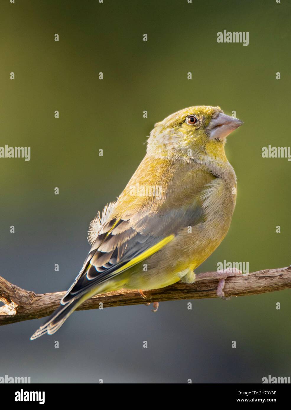 Greenfinch, Chloris Chloris, UK , Autunno, 2021 Foto Stock