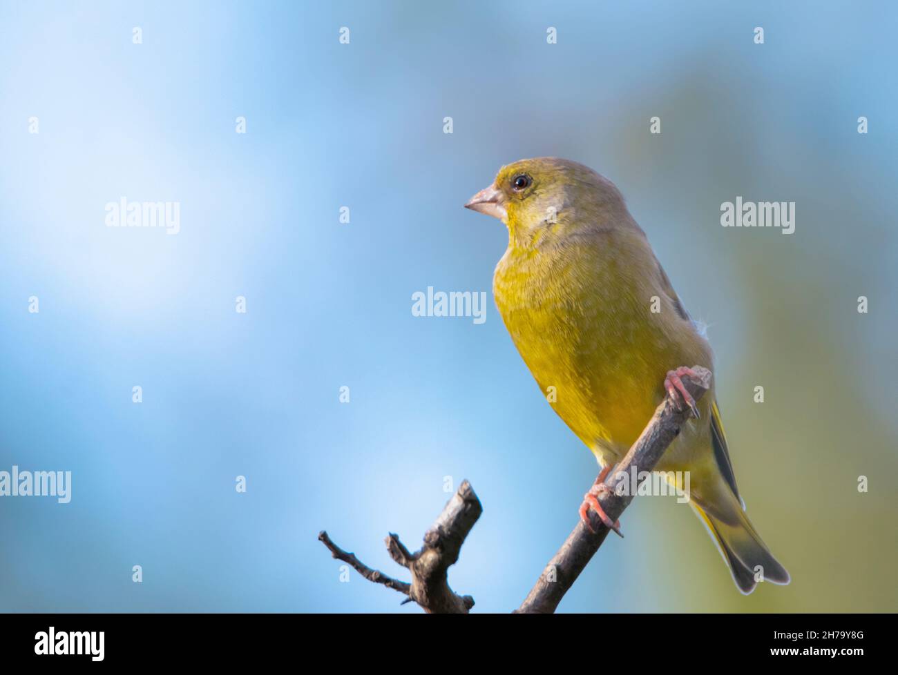 Greenfinch, Chloris Chloris, UK , Autunno, 2021 Foto Stock
