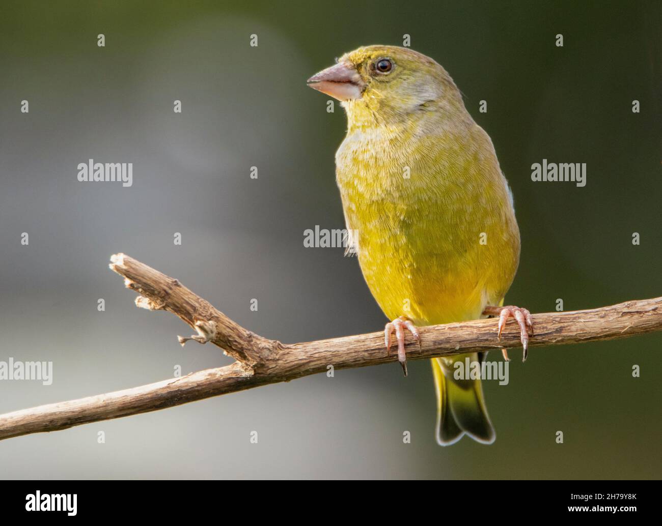 Greenfinch, Chloris Chloris, UK , Autunno, 2021 Foto Stock