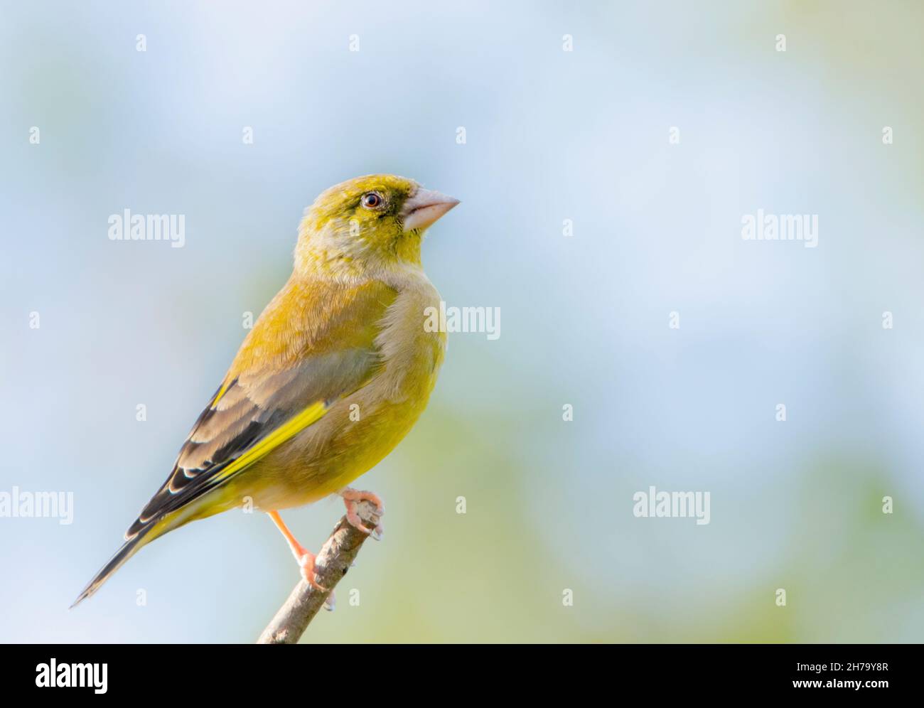 Greenfinch, Chloris Chloris, arroccato su un Giardino britannico, giugno 2022 Foto Stock