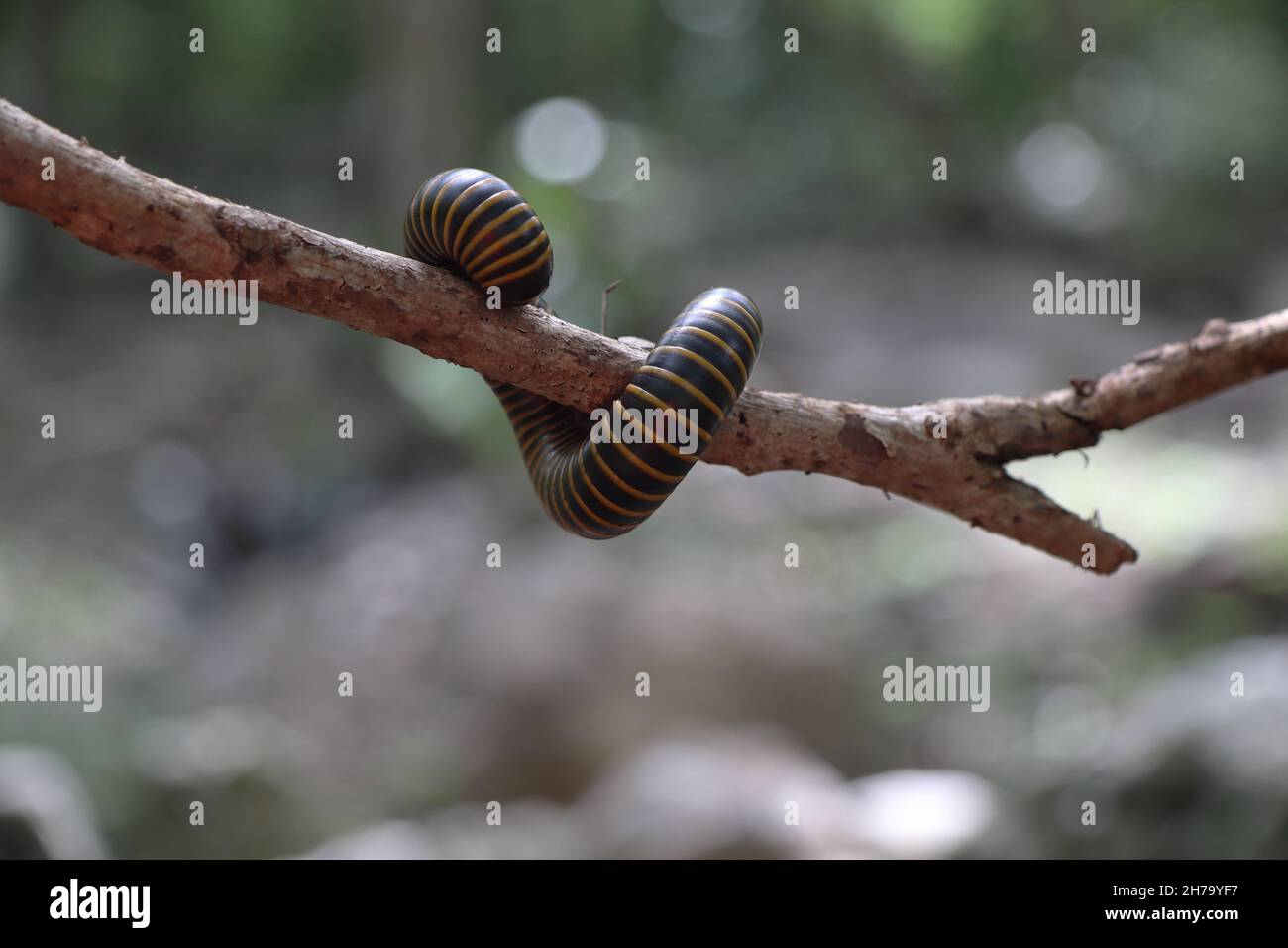 Wriggling multipede (centipede) su un ramo di albero sottile nella foresta messicana Foto Stock