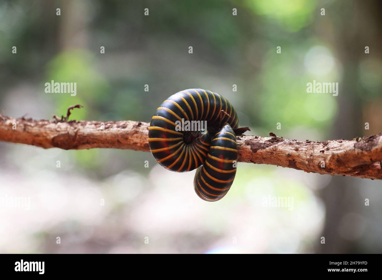 Wriggling multipede (centipede) su un ramo di albero sottile nella foresta messicana Foto Stock