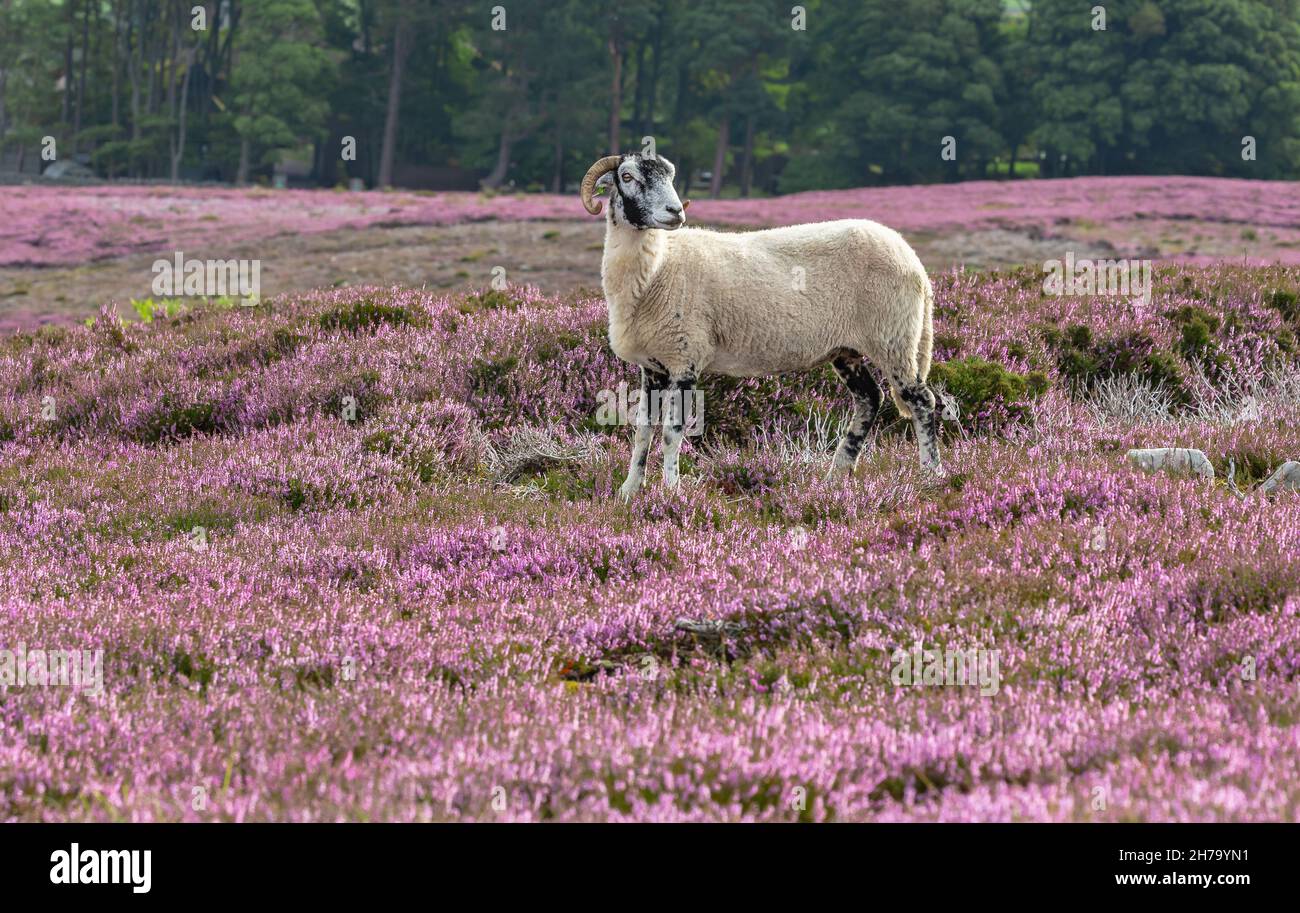 Una pecora di Swaledale in estate, si è levata in erica viola fiorente nel Dales dello Yorkshire, Regno Unito. Le Swaledales sono una razza originaria dello Yorkshire settentrionale. Spazio per Foto Stock