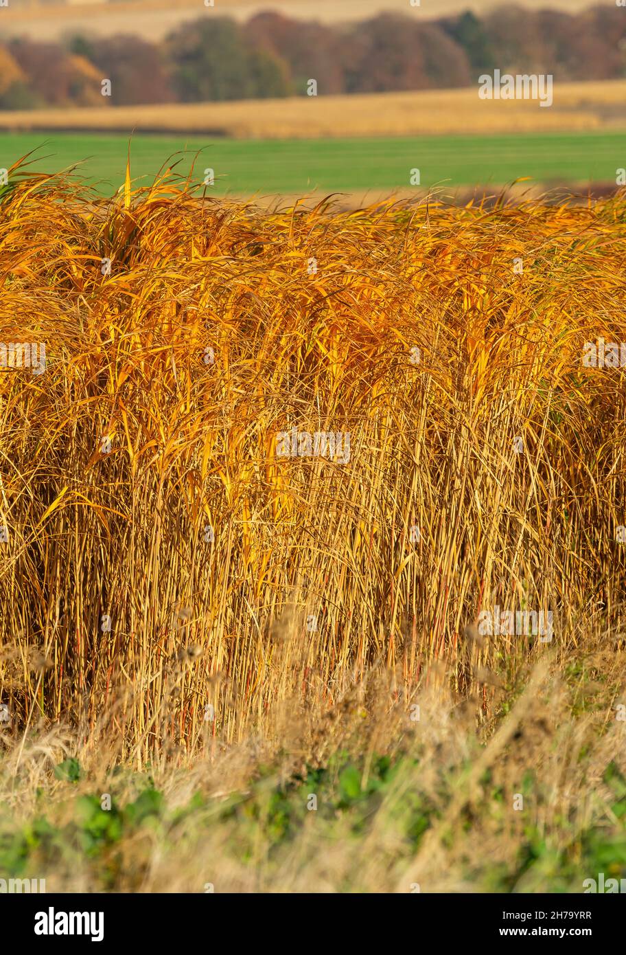 Ritratto di Miscanthus o erba dell'elefante coltivata su terra agricola in autunno. Le vibranti erbe di colore arancione soffiano nella brezza. Verruca Foto Stock