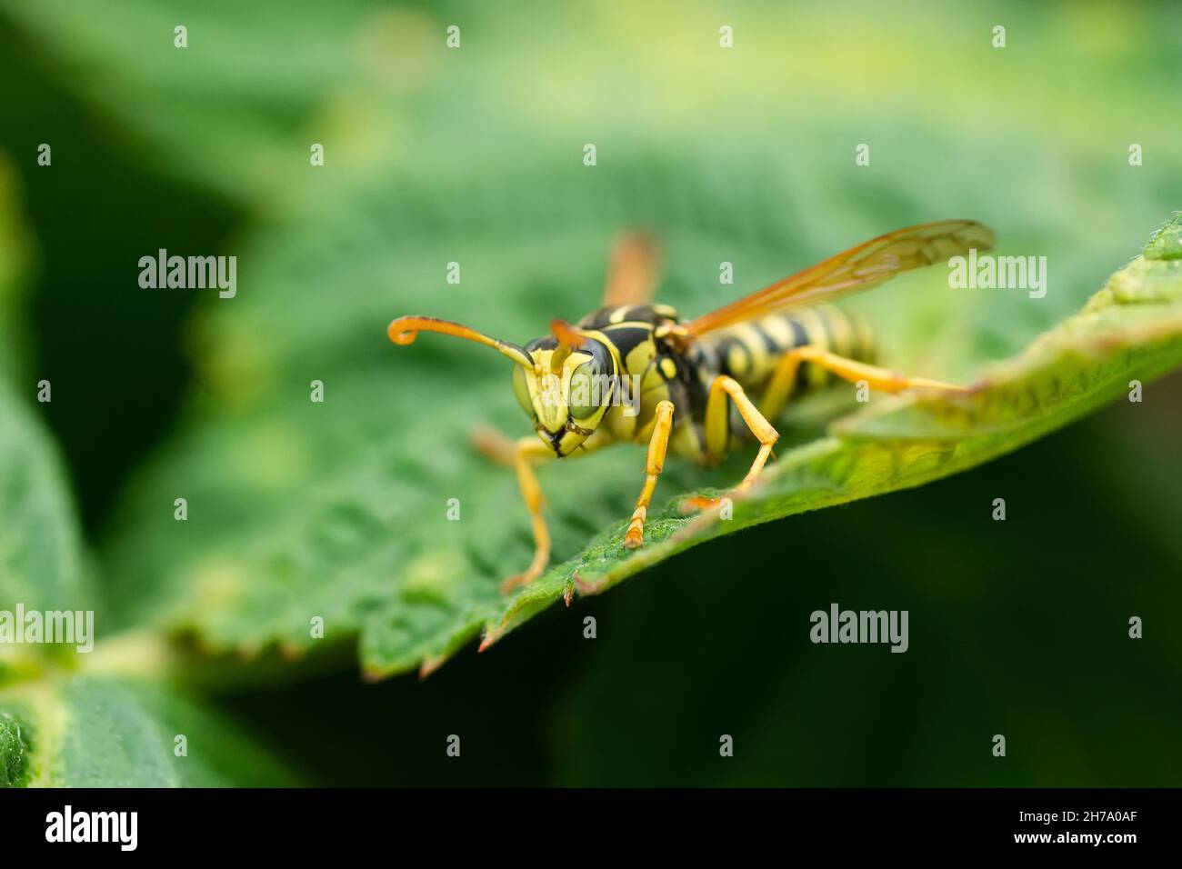 WASP su una foglia verde. Parti del corpo di un wasp primo piano. Primo piano insetto. Motivo giallo sul corpo nero di una vespa. Sfondo verde. Natura, Mac Foto Stock