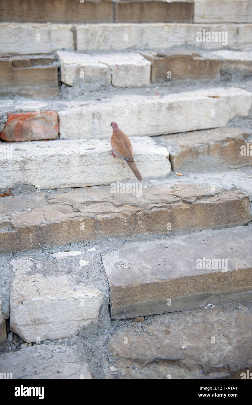 Diversi gradini in pietra nel parco Rike a tbilisi Foto Stock