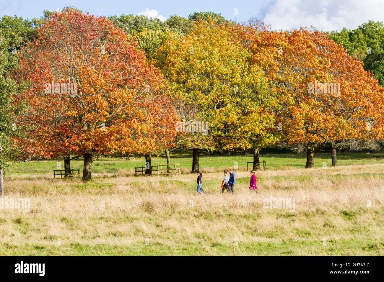 Uomini donne godendo di una giornata d'autunno fuori a piedi nel National Trust e Cheshire East Tatton Park parco Knutsford Cheshire Inghilterra Foto Stock