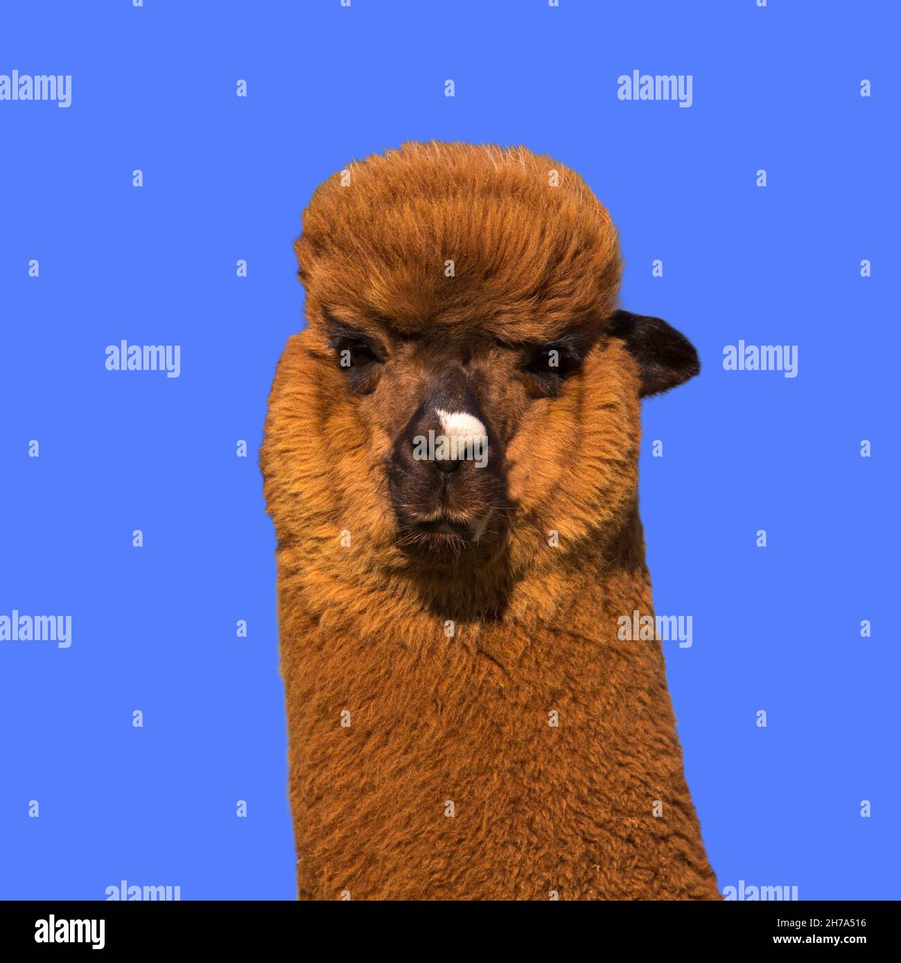 Bruno simpatico alpaca lama su sfondo blu Foto Stock