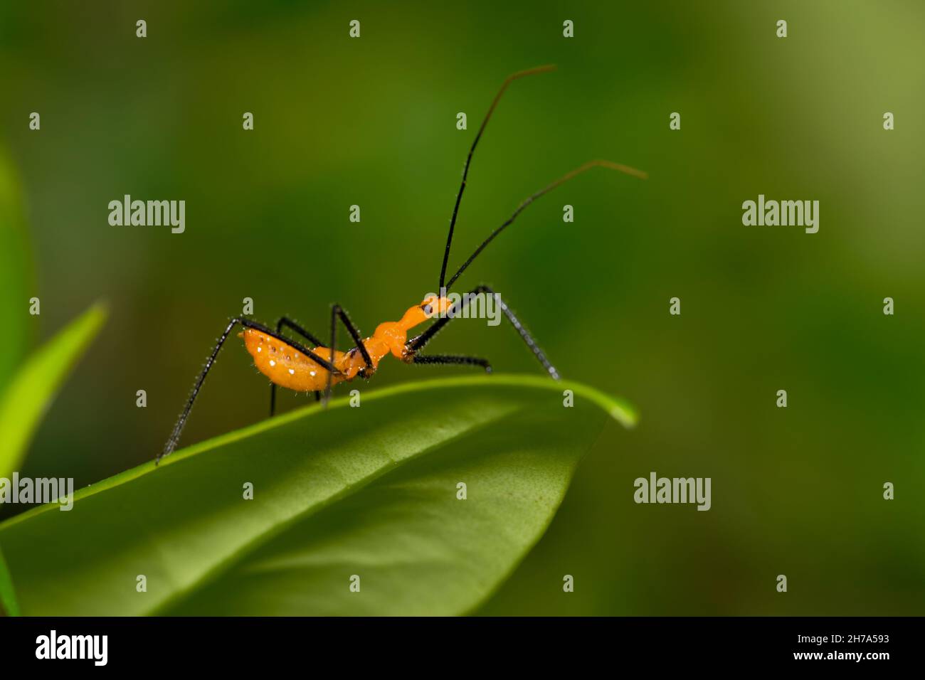 Munghie assassin bug ninfa caccia di piccoli insetti in fogliame di piante. Classificati come veri bug nell'ordine di hemiptera, e comuni nelle Americhe. Foto Stock