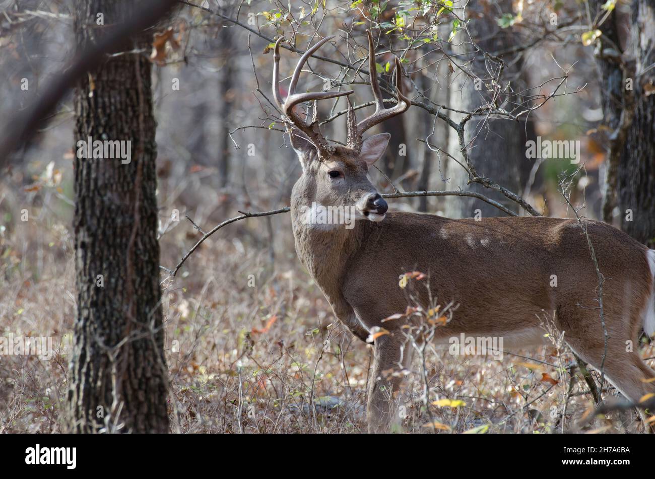 Cervo dalla coda bianca, Odocoileus virginianus, buck Foto Stock