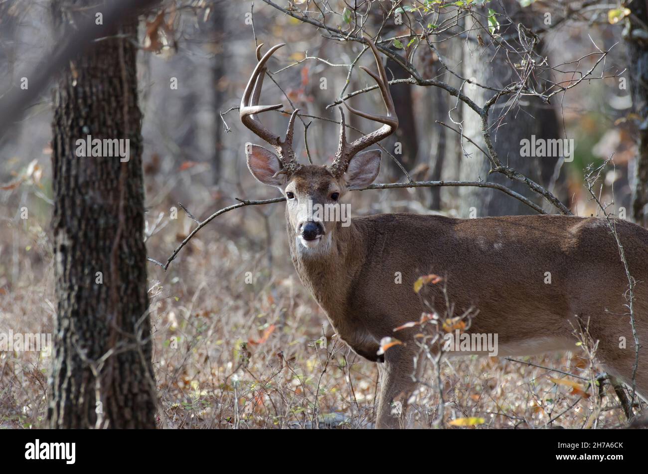 Cervo dalla coda bianca, Odocoileus virginianus, buck Foto Stock