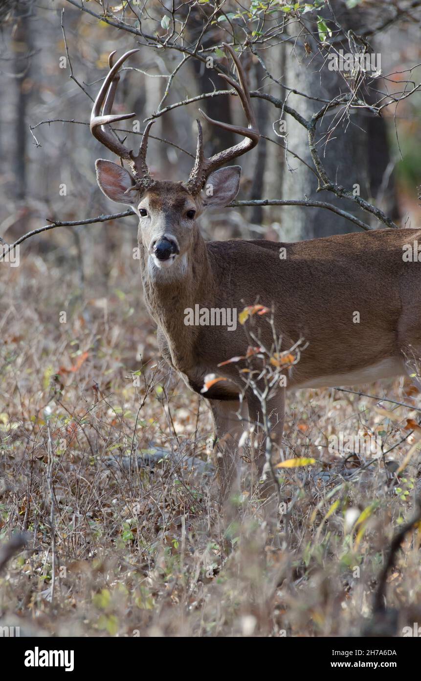 Cervo dalla coda bianca, Odocoileus virginianus, buck Foto Stock