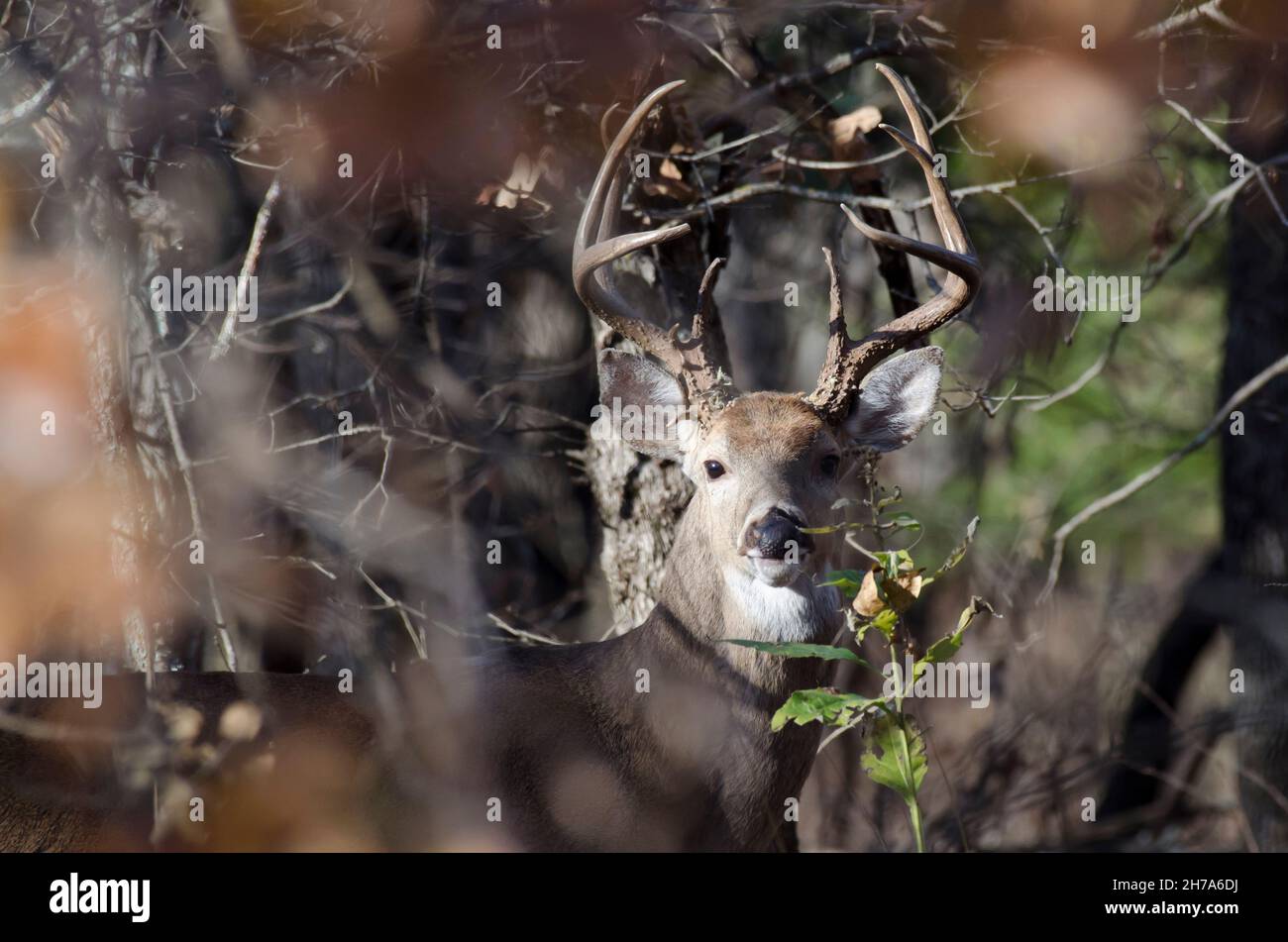 Cervo dalla coda bianca, Odocoileus virginianus, buck Foto Stock