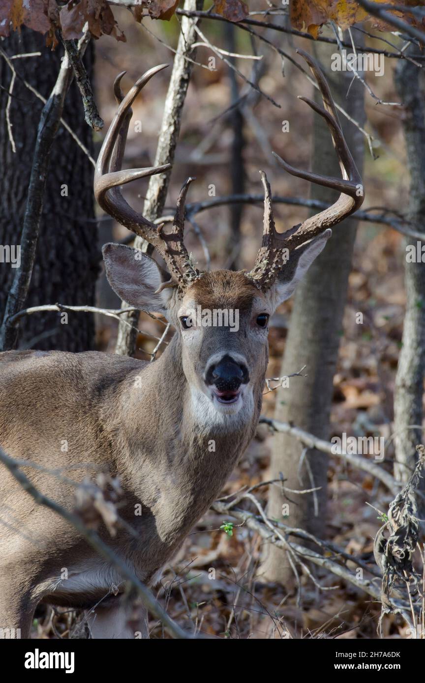 Cervo dalla coda bianca, Odocoileus virginianus, buck Foto Stock