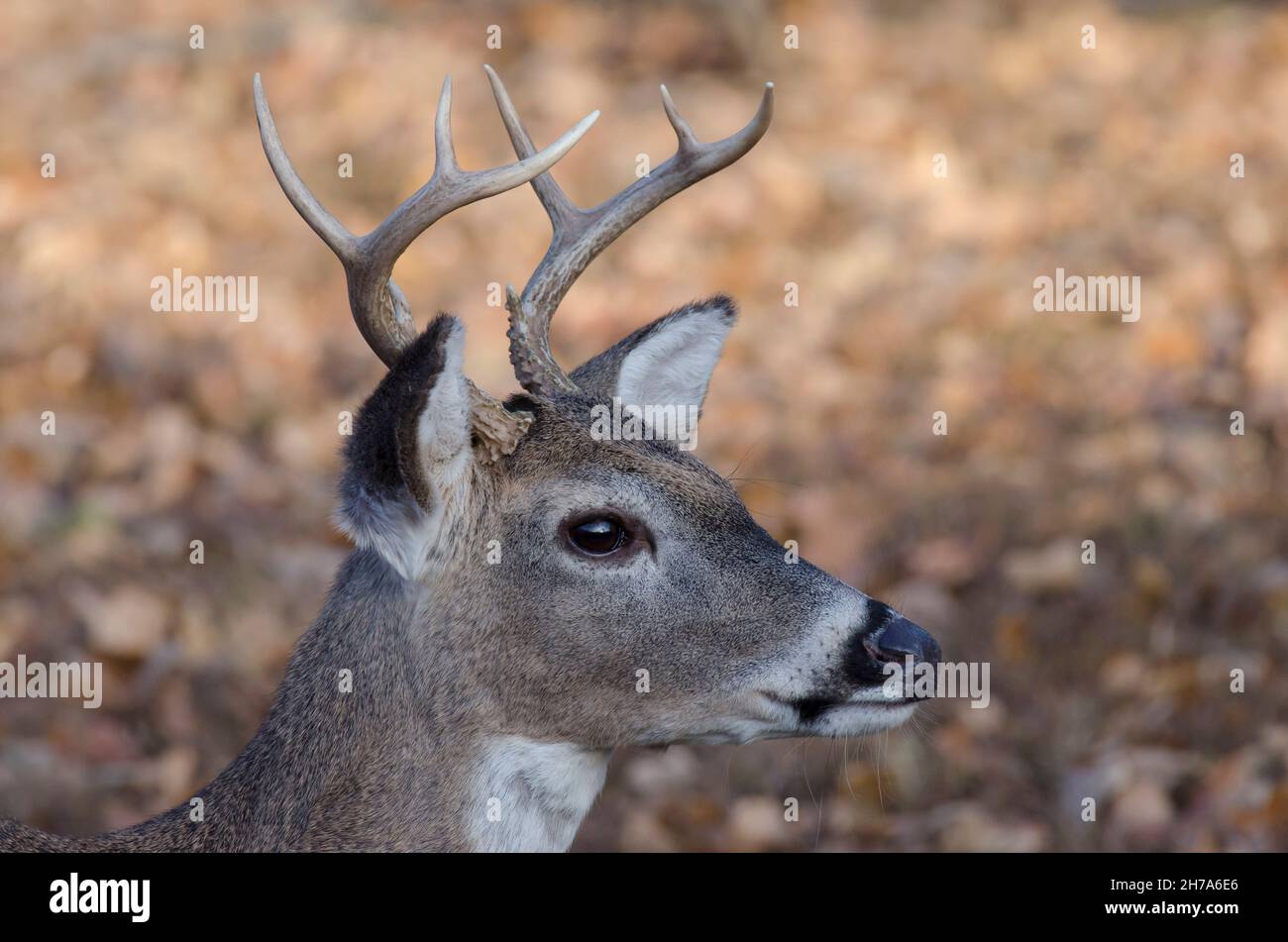 Cervo dalla coda bianca, Odocoileus virginianus, buck Foto Stock