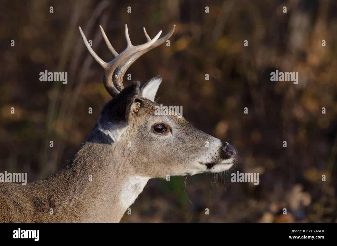 Cervo dalla coda bianca, Odocoileus virginianus, buck Foto Stock