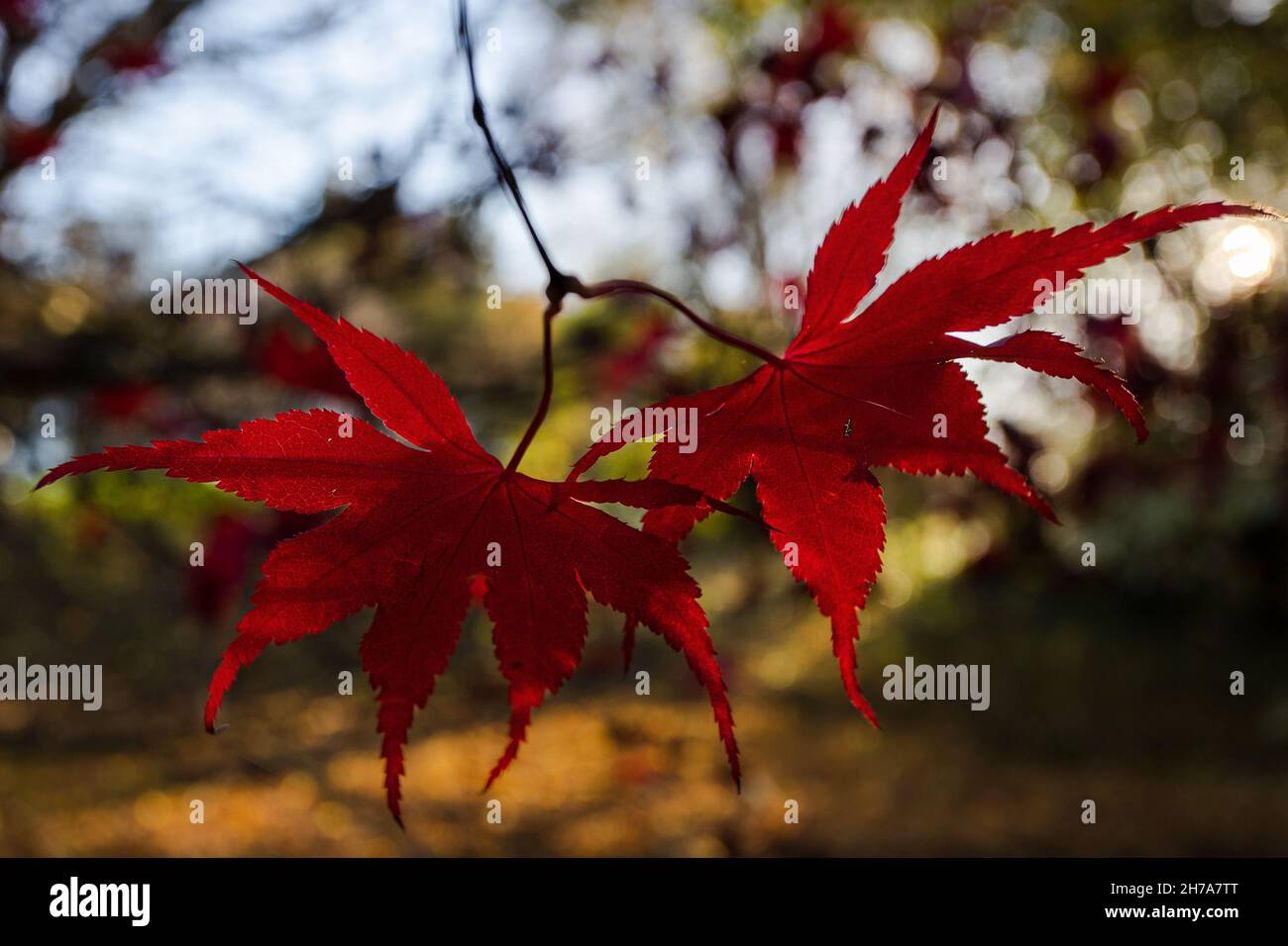 Primo piano di un paio di vivaci foglie rosse di acer pronte a cadere da un albero nell'autunno del 2021. Foto Stock