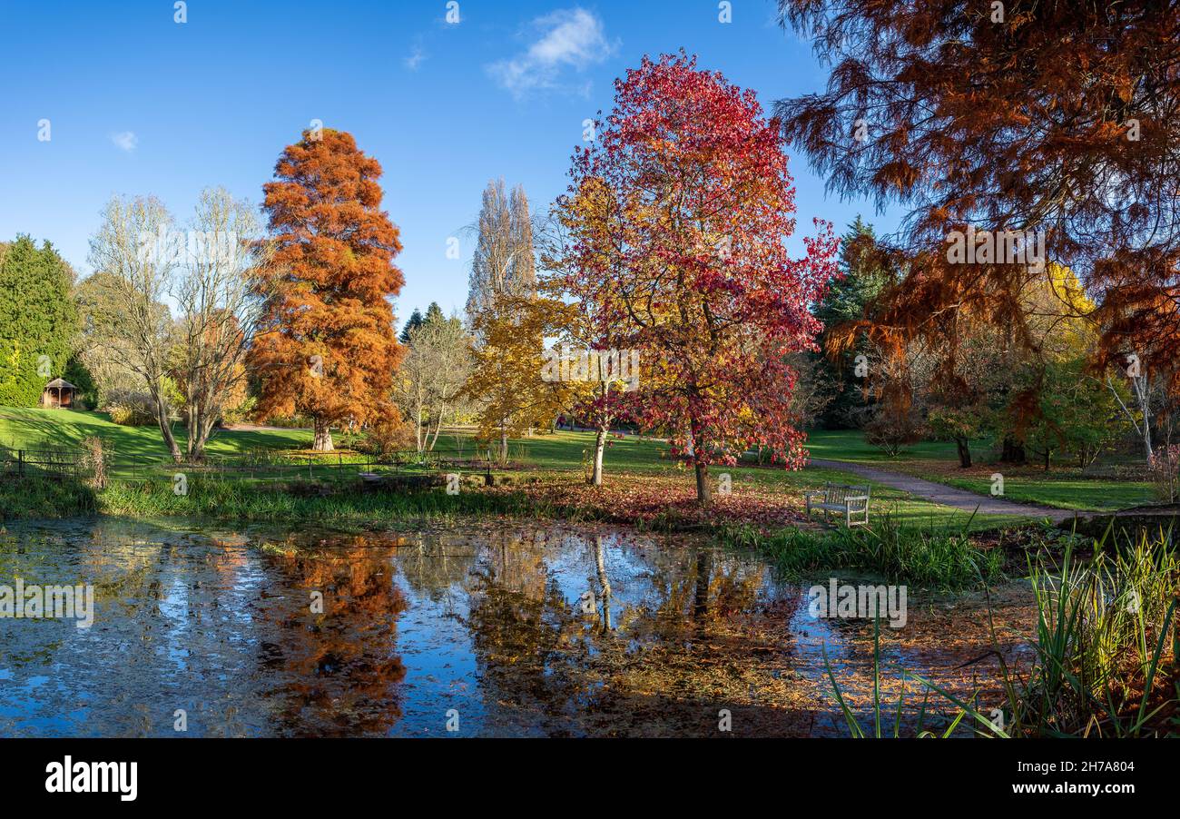 Un panorama multi immagine dei colori vibranti intorno ad un laghetto presso i Giardini Botanici Ness a Cheshire visto nel novembre 2021. Foto Stock