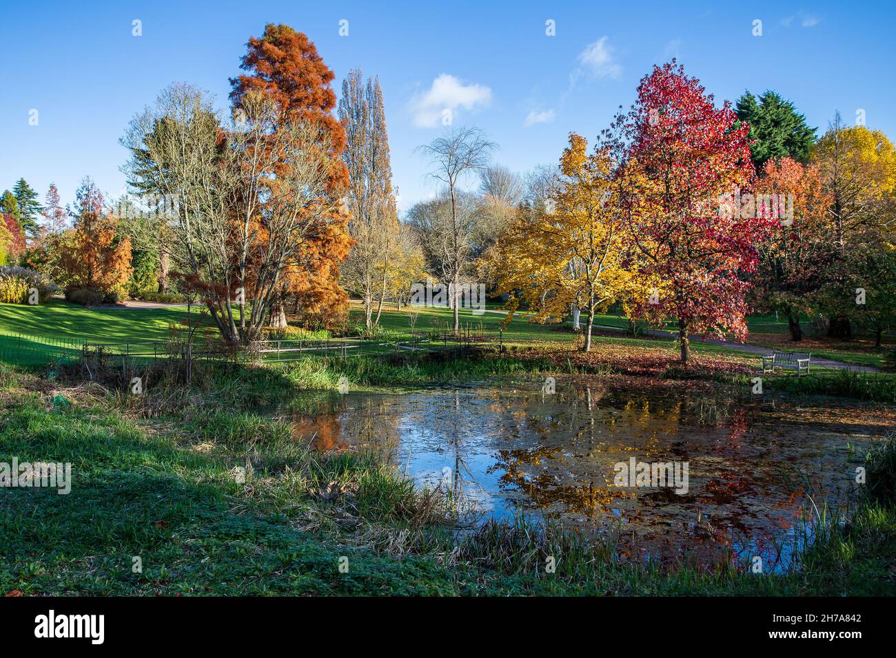 I colori dei Giardini Botanici di Ness visti intorno ad un laghetto e sotto un cielo blu chiaro nel novembre 2021 a Cheshire. Foto Stock
