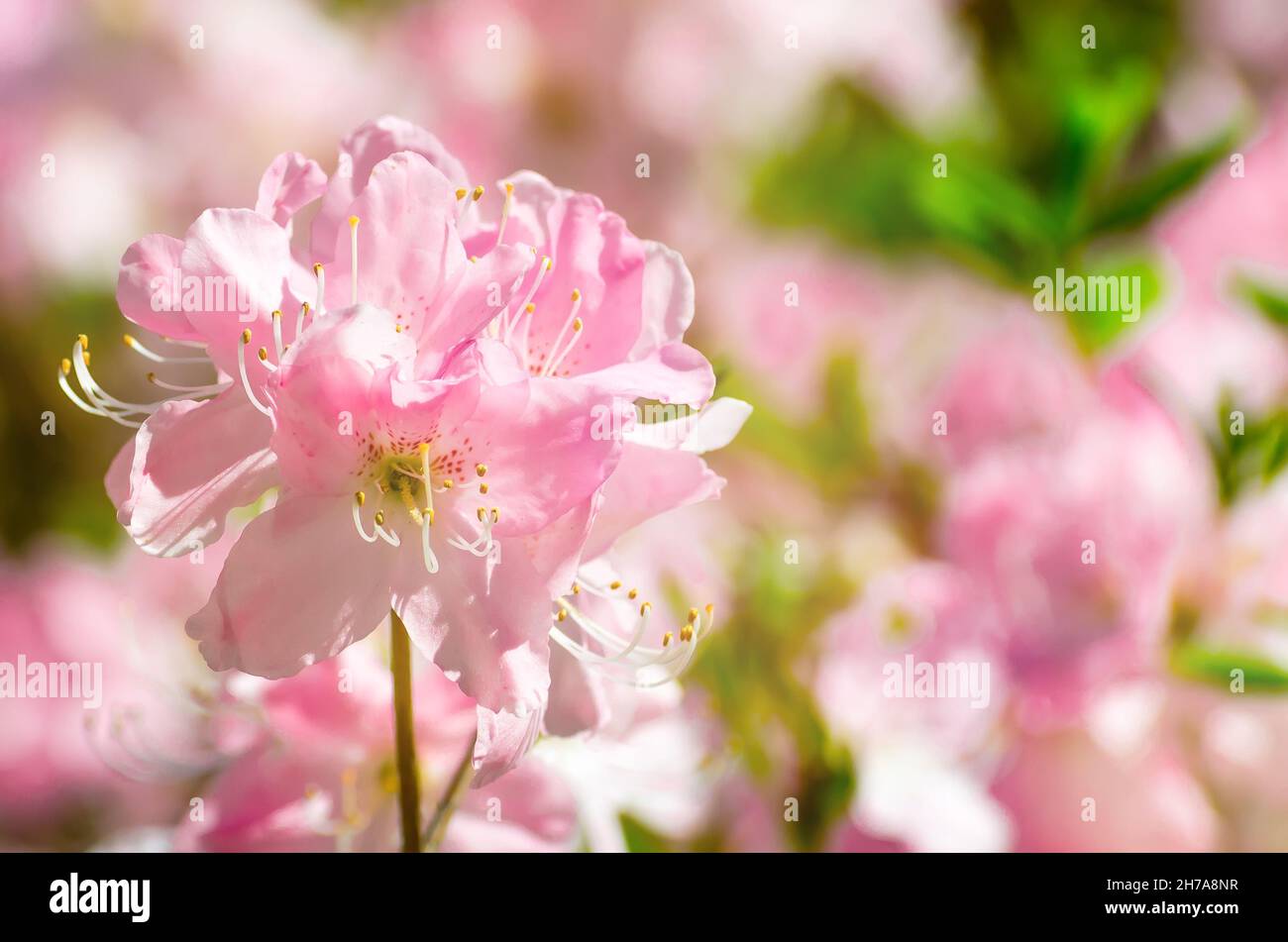 Fiori di primavera rosa negli arbusti del parco fioriscono. Foto Stock