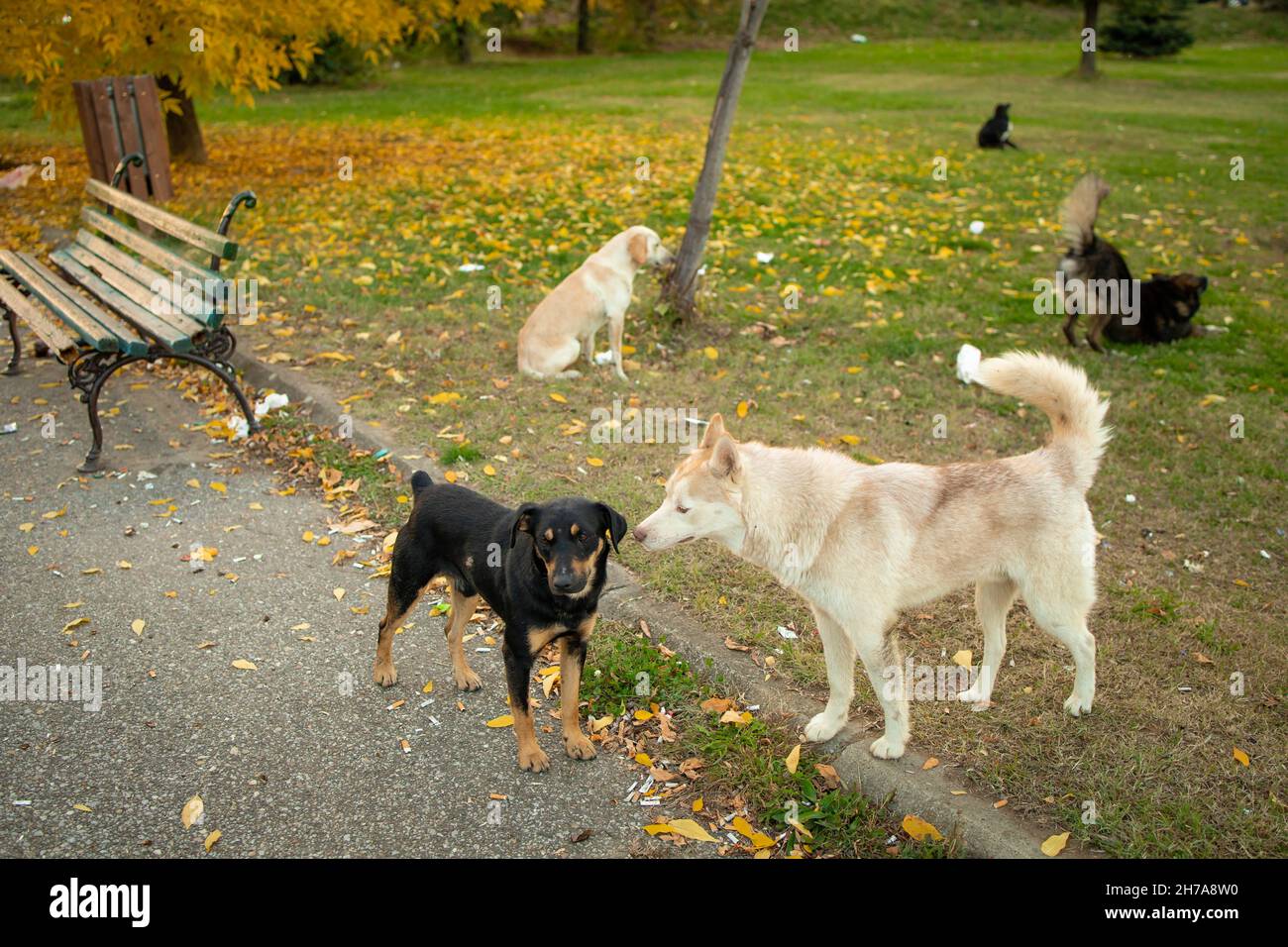 Gruppo di cani randagi nel parco. Ora di autunno Foto Stock