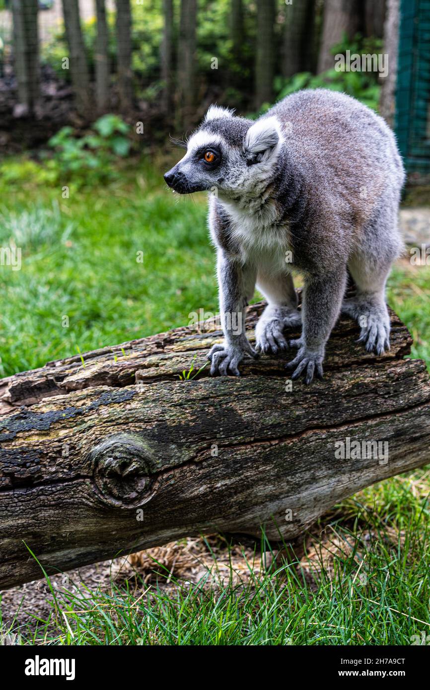 Lemure con coda ad anello che gioca lemure sull'erba nello zoo Foto Stock
