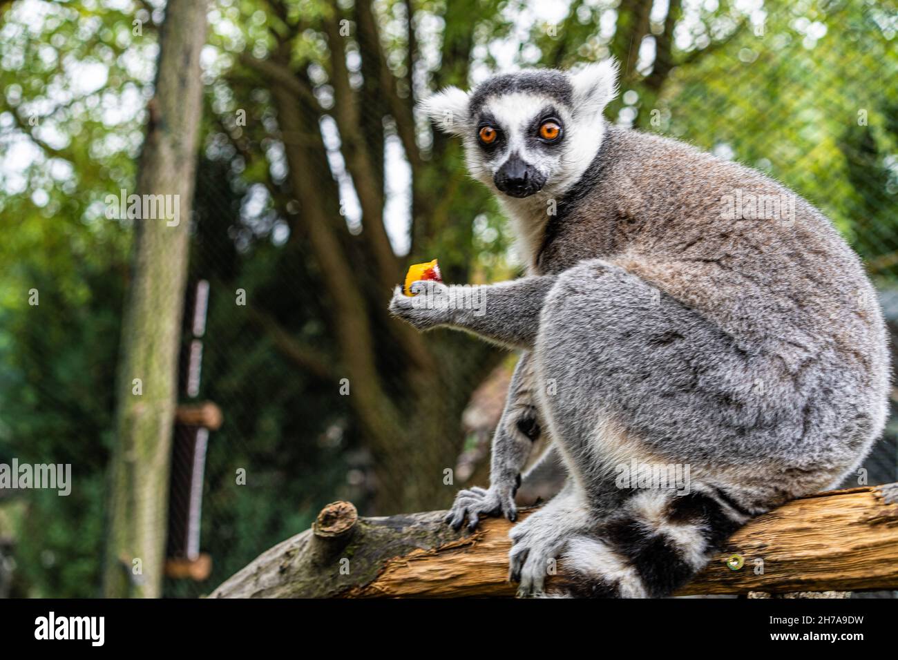 Lemure con coda ad anello che gioca lemure sull'erba nello zoo Foto Stock