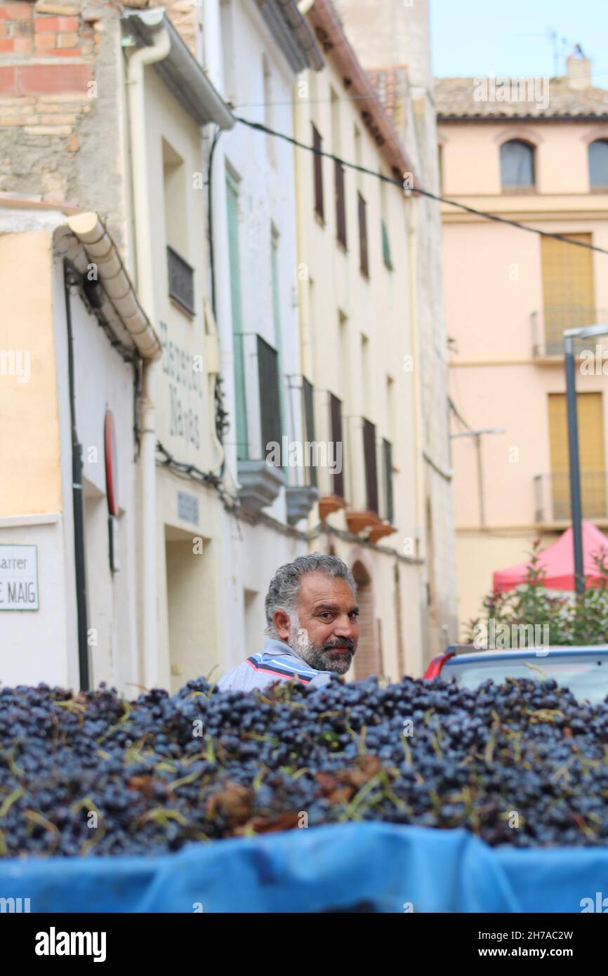Autista che guarda indietro sul rimorchio pieno di uve nere mentre guida attraverso il vecchio villaggio spagnolo durante il periodo di raccolta Foto Stock