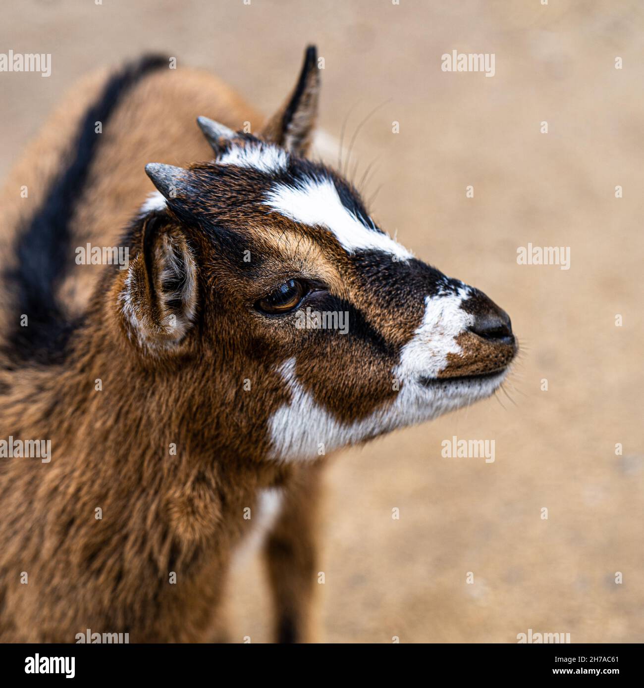 Animale domestico carino marrone della capra per tutta la famiglia Foto Stock