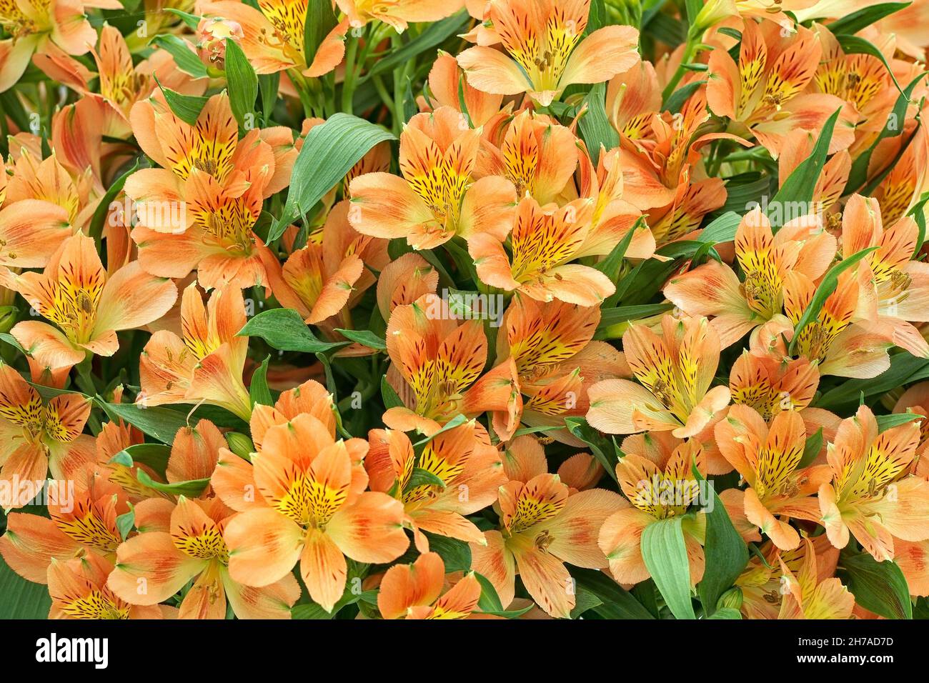 Primo piano dei fiori di Alstroemeria 'Whistler' in estate Foto Stock