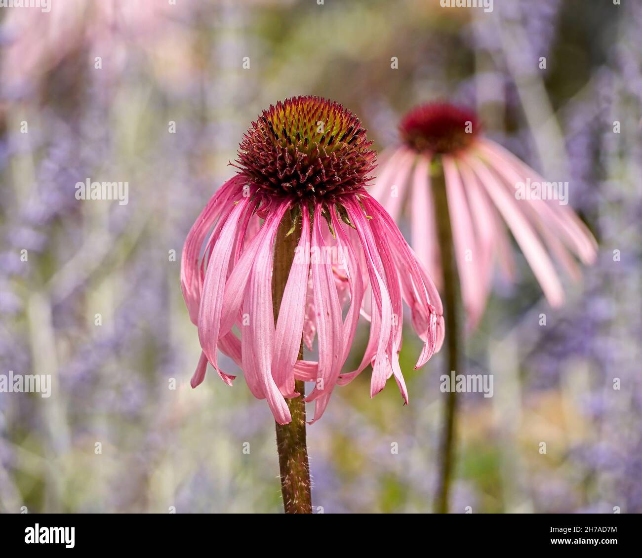 Primo piano dei fiori di Echinacea pallida in estate Foto Stock