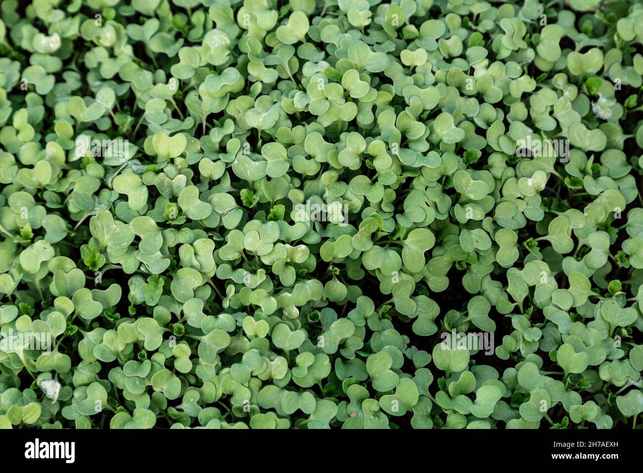 Piante di senape cresciute per produrre semi o foglie di concime verde Foto Stock